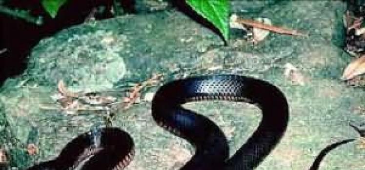 До чого сняться чорні змії жінці