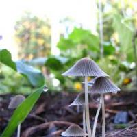 How do mushrooms play a role in ecosystems?