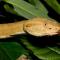 Кеймада-Гранді - зміїний острів Бразилії.