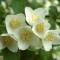 Квітка жасмин опис та корисні властивості