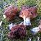 Rose of the common row of wild mushrooms, description of the mushroom Mushroom of rows in nature